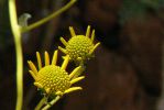 PICTURES/Wildflowers - Desert in Bloom/t_Chartreuse Pods1.JPG